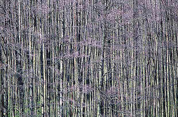 Kampinoski PN,  azy - ciana lasu