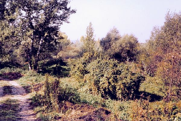 OChK - bujna ziele midzywala Wisy