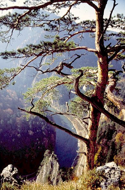 Synna sosna na Sokolicy