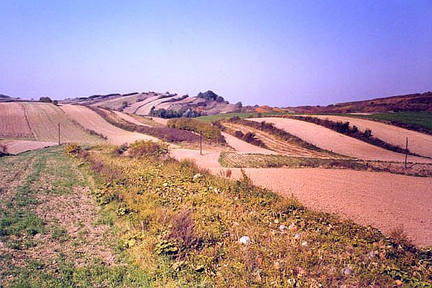 OChK - antropogeniczny krajobraz rolniczy