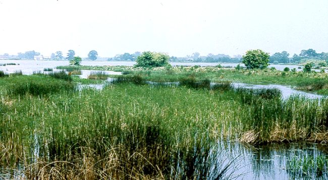 Rezerwat "Stawy Milickie"