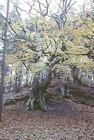 Nadmorski OChK - rezerwat ''Babnica''