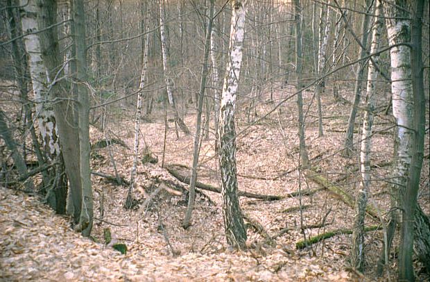 Poronite lasem dawne wyrobiska grnicze