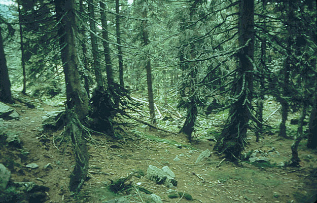 Br grnoreglowy w Tatrach Zach.