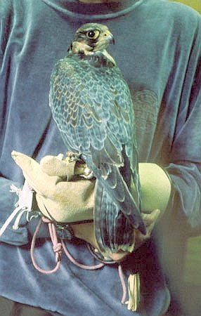 Sok wdrowny uoony do polowania