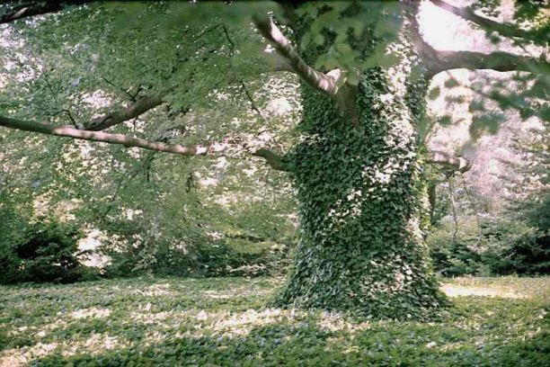 Obronity bluszczem pie buka w Arboretum w Krniku