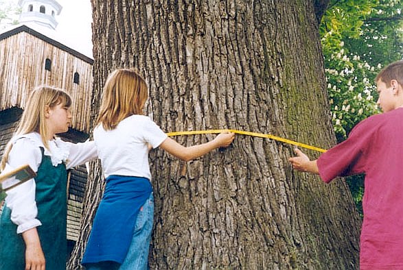 Inwentaryzacja pomnika przyrody - ustalanie wysokoci wykonania pomiaru piernicy