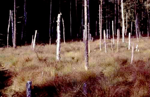 Torfowisko nad Sucharem V