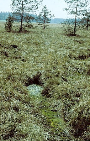 Poziom wd gruntowych siga prawie powierzchni terenu