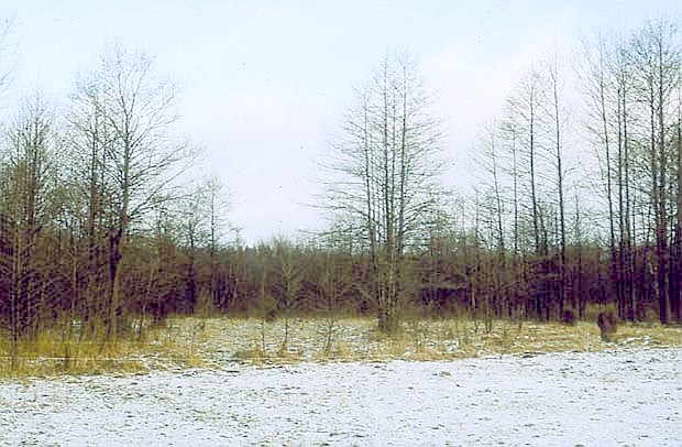 Czerwone Bagno - zim