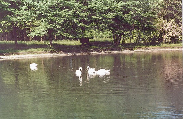 Staw na terenie lskiego Ogrodu Zoologicznego