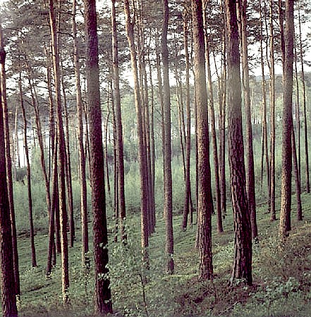 Bory sosnowe na terenie Parku