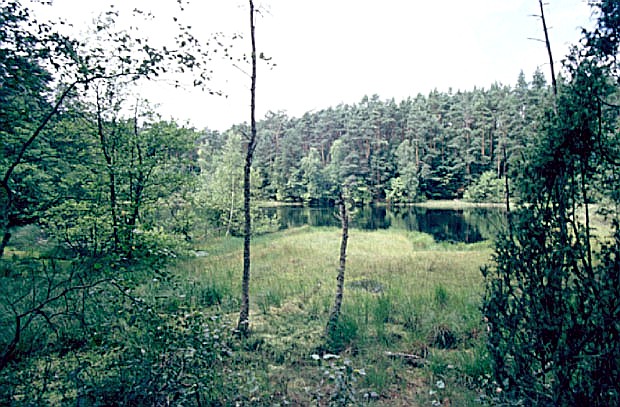 Godne Jeziorka - okolone pem mszarnym jeziorka dystroficzne