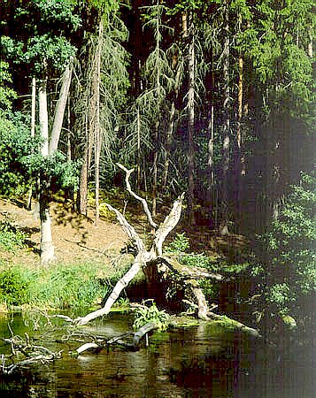 Mroczne wierczyny nad Pociczn