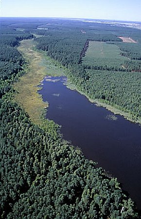 Torfowisko Konotop w otulinie Parku