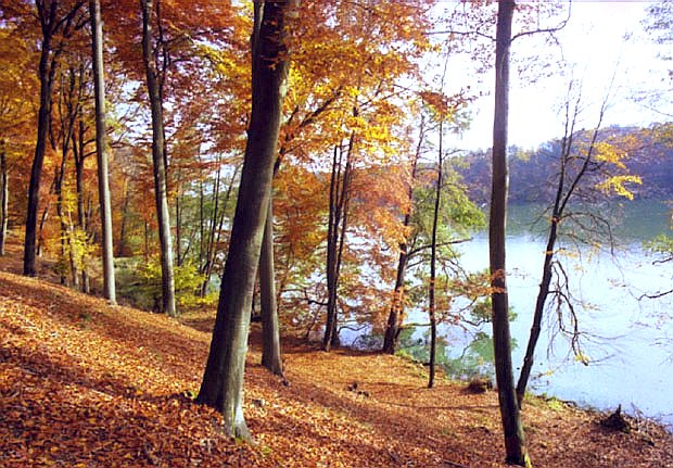 OChK - buczyny nad jeziorem Perkoz k. czyna