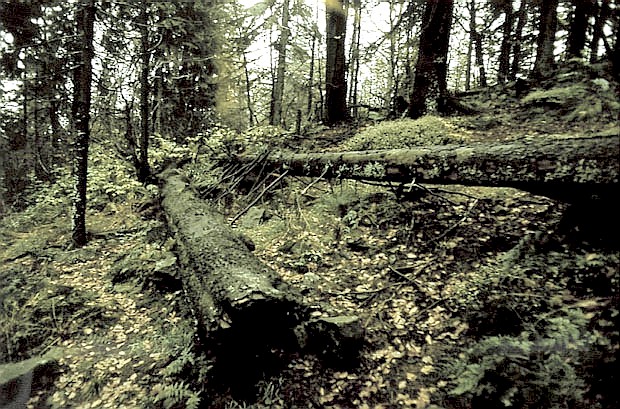 Dawny rez. im. W. Orkana