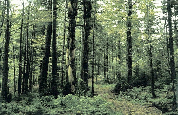 Dawny "Rezerwat im. W. Orkana" ("Turbacz")