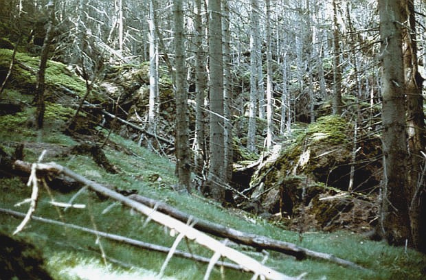 Las na Szczelicu Wielkim