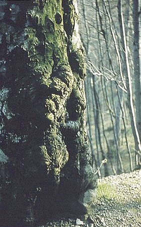 Pie obumarego drzewa