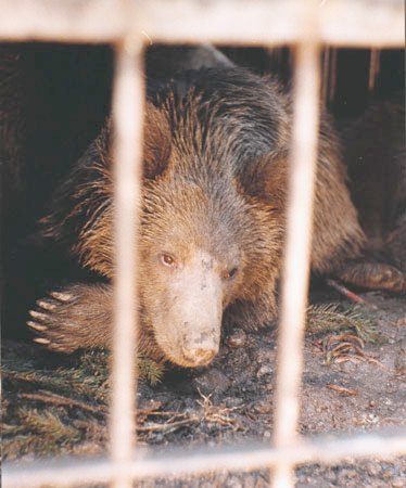 Niedwiedzica Magda z Tatr yciem zapacia za utrat lku przed czowiekiem