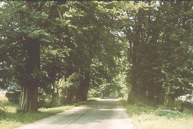 Nadmorski PK - czterorzdowa aleja lipowa z Osonina do Rzucewa