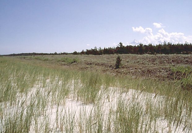 Nadmorski PK - charakterystyczna strefowo rolinnoci wydmowej