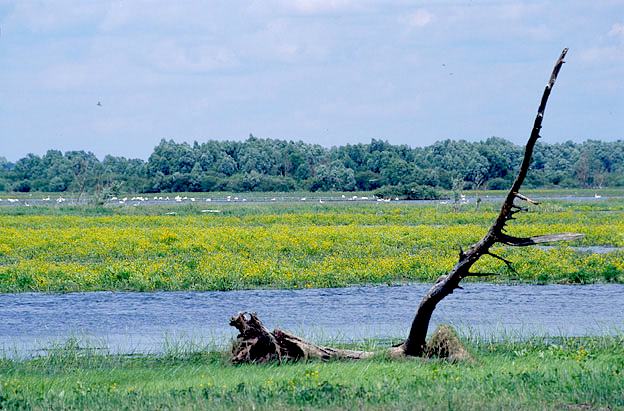 Dawny rez. "Sosk" - jedna z najwaniejszych w Polsce ostoi ptactwa wodnego