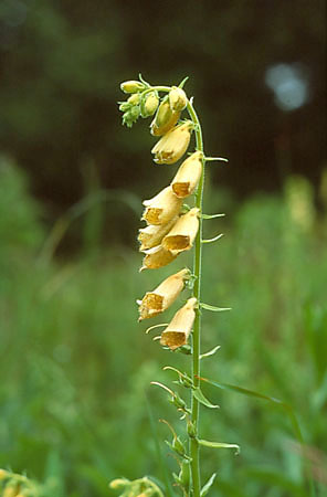 Naparstnica zwyczajna