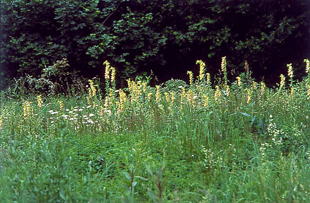 Naparstnica zwyczajna