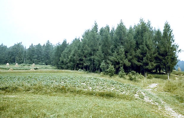 Rezerwat "Modrzewie"