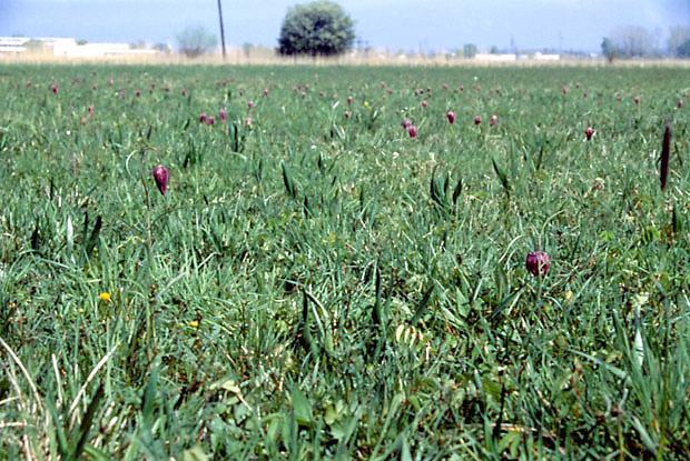 Szachownica kostkowata