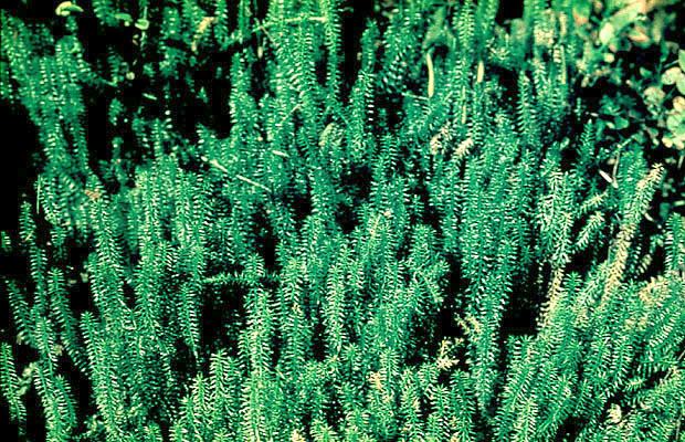 Widłak jałowcowaty