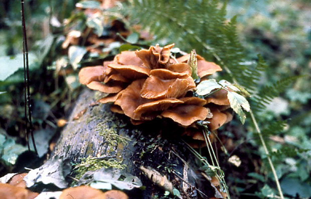 Naturalne procesy w przyrodzie