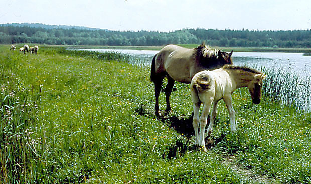 Koniki polskie - hodowla w RPN