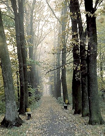 Aleja w parku Ordynacji Zamoyskich w Zwierzycu