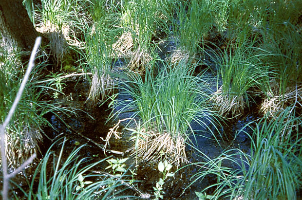 Szuwar turzycy sztywnej i zaostrzonej