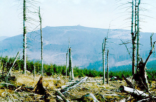 Karkonoskie lasy zniszczone przez kwane zanieczyszczenia powietrza