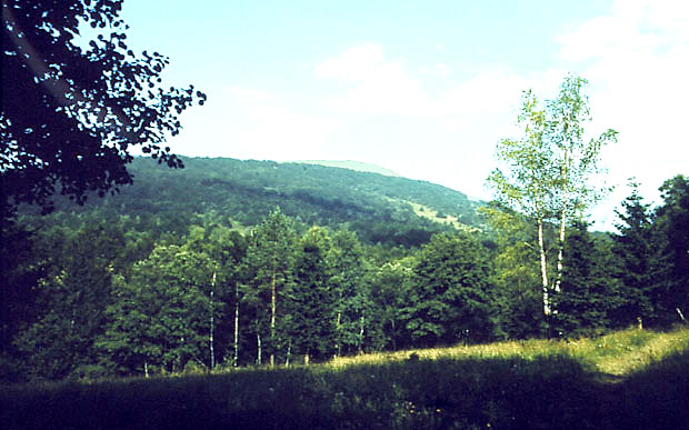 Lasy u podna Pooniny Caryskiej