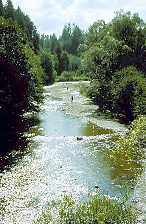 Rzeka Osawa k. Cisnej