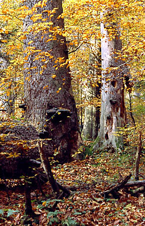 Rezerwat ''Bukowa Gra''