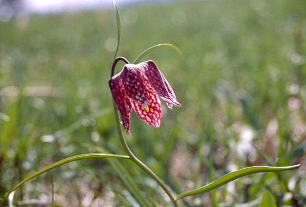 Szachownica kostkowata