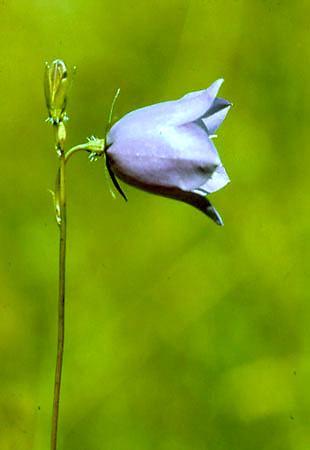 Dzwonek brzoskwiniolistny