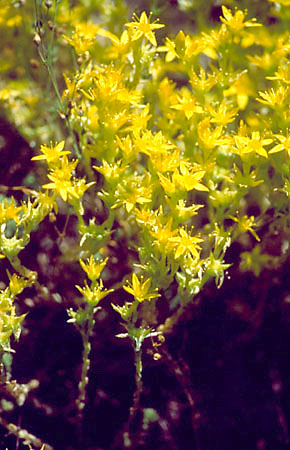 Kwitncy rozchodnik ostry