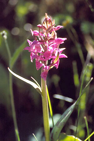 Kukuka szerokolistna