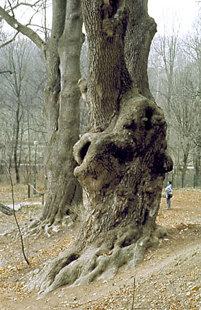 Dby w Korzkwi poddano gruntownym zabiegom konserwatorskim