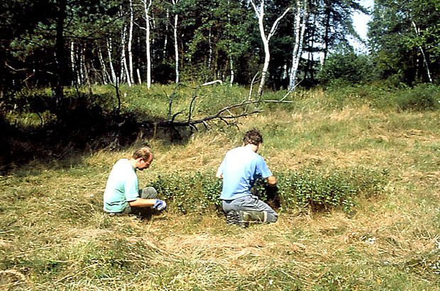 Stanowisko pomnikowe brzozy niskiej w trakcie odsaniania