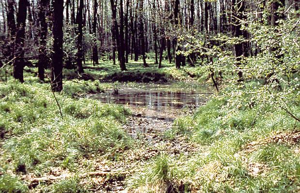 UE Puszcza Niepoomicka - oczko wodne