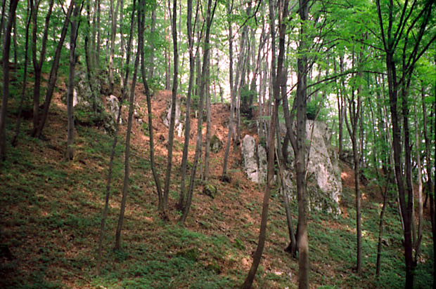 UE "Stanowisko lilii zotogw na Garbie Tenczyskim" - wychodnie skalne w zboczach doliny
