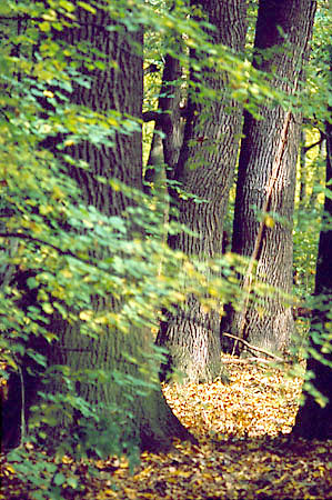 Potne drzewa w rezerwacie Lipwka